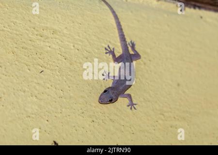 Hausgecko auf der Hauswand. Stockfoto