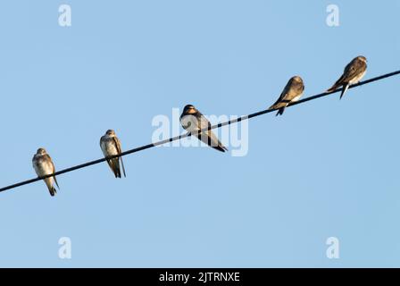 Eine Schwalbe (Hirundo rustica), die auf einem Telefonkabel zwischen vier jungen Sand Martins (Riparia riparia), Isle of Mull, Schottland, thront Stockfoto