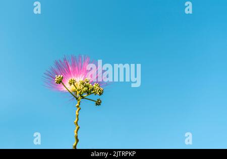 Rosa Flieder Albizia julibrissin Blume und Samen entfalten sich gegen blauen Himmel Pflanze Textur abstrakt Hintergrund botanischen persischen Seidenbaum, rosa Seidenbaum, Stockfoto