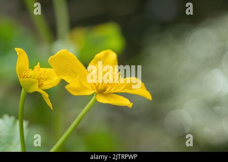 Gelbe Sumpfblüten (Caltha palustris). Stockfoto