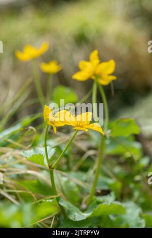Gelbe Sumpfblüten (Caltha palustris). Stockfoto