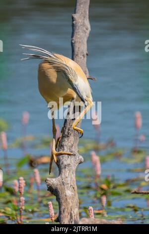 Squacco Heron thront zum Angeln. Ardeola Ralloides Stockfoto