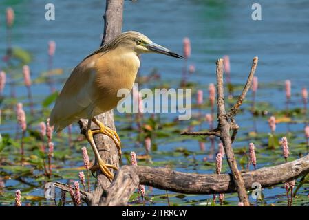 Squacco Heron thront zum Angeln. Ardeola Ralloides Stockfoto