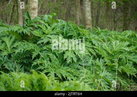 Blätter von Riesenhuhnkraut (Heracleum mantegazzianum). Stockfoto