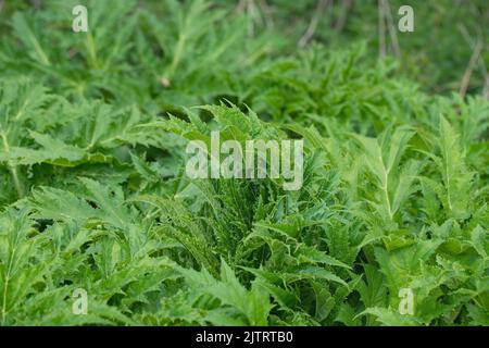 Blätter von Riesenhuhnkraut (Heracleum mantegazzianum). Stockfoto