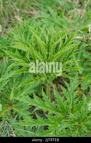 Blätter von Riesenhuhnkraut (Heracleum mantegazzianum). Stockfoto