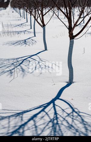 Kirschbäume werfen lange Winterschatten auf einem verschneiten Obstgarten, Ellison Bay, Door County, Wisconsin Stockfoto