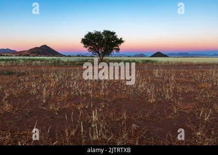 Blaues und rosafarbenes Licht über dem Horizont vor Sonnenaufgang Namibia Stockfoto