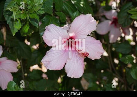Nahaufnahme des rosa Hibiskus Stockfoto