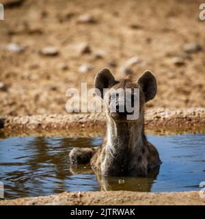 Gefleckte Hyäne, die im Wasserloch im Kgalagadi Transfrontier Park, Südafrika, baden; specie Crocuta crocuta Familie von Hyaenidae Stockfoto