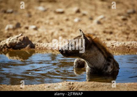 Gefleckte Hyäne, die im Wasserloch im Kgalagadi Transfrontier Park, Südafrika, baden; specie Crocuta crocuta Familie von Hyaenidae Stockfoto