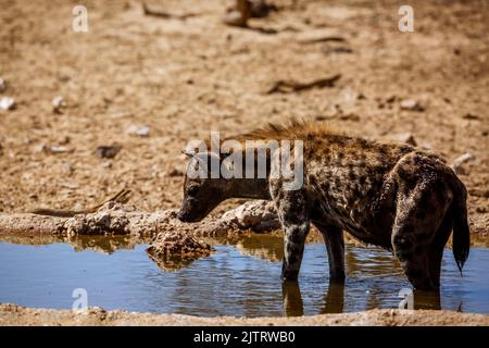 Gefleckte Hyäne, die im Wasserloch im Kgalagadi Transfrontier Park, Südafrika, baden und trinken; specie Crocuta crocuta Familie von Hyaenidae Stockfoto