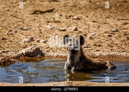 Gefleckte Hyäne, die im Wasserloch im Kgalagadi Transfrontier Park, Südafrika, baden; specie Crocuta crocuta Familie von Hyaenidae Stockfoto