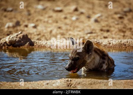 Gefleckte Hyäne, die im Wasserloch im Kgalagadi Transfrontier Park, Südafrika, baden und trinken; specie Crocuta crocuta Familie von Hyaenidae Stockfoto