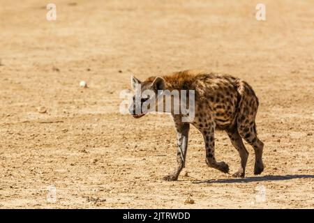 Gefleckte Hyäne zu Fuß Vorderansicht in Wüstenland in Kgalagadi transfrontier Park, Südafrika; specie Crocuta crocuta Familie von Hyaenidae Stockfoto