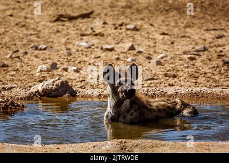 Gefleckte Hyäne, die im Wasserloch im Kgalagadi Transfrontier Park, Südafrika, baden; specie Crocuta crocuta Familie von Hyaenidae Stockfoto