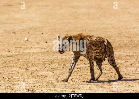 Gefleckte Hyäne zu Fuß Vorderansicht in Wüstenland in Kgalagadi transfrontier Park, Südafrika; specie Crocuta crocuta Familie von Hyaenidae Stockfoto