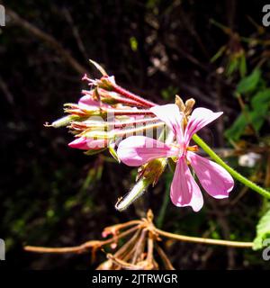 Zarte rosa Blüten eines Pelargoniums, vor dunklem Hintergrund, wild wachsend im Tsitsikamma-Wald von Südafrika. Stockfoto