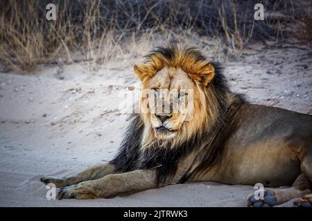 Majestätisches afrikanisches Löwenmännchen, das auf einer Sandsafarotraße im Kgalagadi Transfrontier Park in Südafrika liegt; Artie panthera leo Familie der felidae Stockfoto