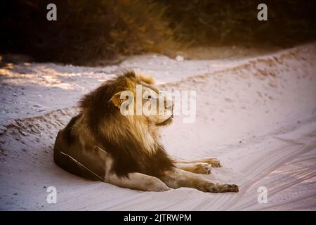 Majestätisches afrikanisches Löwenmännchen, das auf einer Sandsafarotraße im Kgalagadi Transfrontier Park in Südafrika liegt; Artie panthera leo Familie der felidae Stockfoto