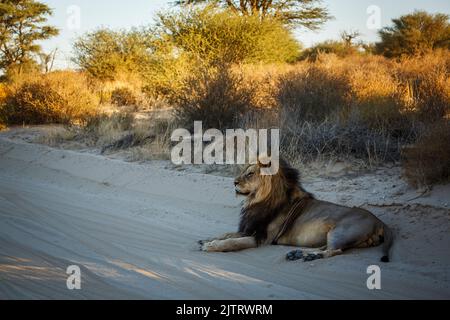 Majestätisches afrikanisches Löwenmännchen, das auf einer Sandsafarotraße im Kgalagadi Transfrontier Park in Südafrika liegt; Artie panthera leo Familie der felidae Stockfoto