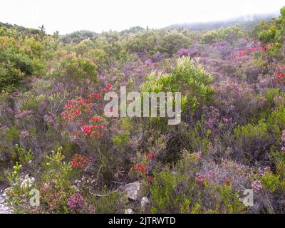 Verschiedene Ericas in voller Blüte, in den Fynbos entlang der nebligen Tsitskamma-Berge Südafrikas. Stockfoto