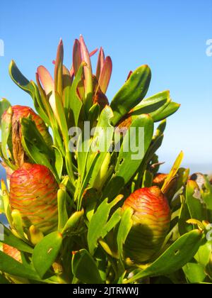 An einem klaren Sommertag entlang der südafrikanischen Garden Route bilden sich an der Spitze eines protea-Busches Blütenknospen. Stockfoto