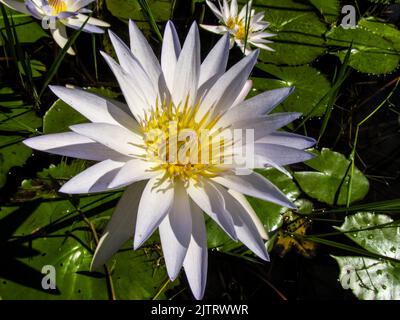 Eine große weiße, offene, weiß gefärbte Kapwasserlilie, Nymphaea nouchali, mit ihren leuchtend gelben Sepalen, im Krüger National Park, Südafrika. Stockfoto