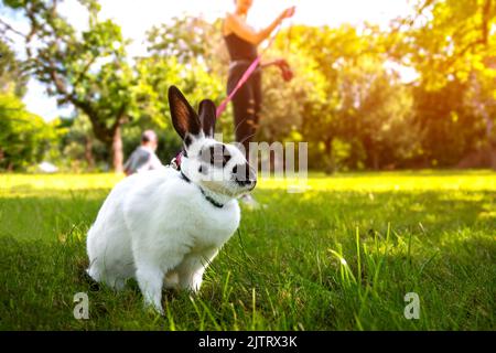 Ein flauschiges Kaninchen an der Leine laufen. Schwarz-weiß flauschiges Kaninchen an der Leine. Kleiner Hase mit großen Ohren auf Gras im Garten an sonnigen Tagen. Stockfoto