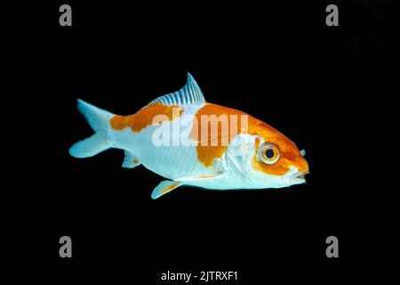 Schöne Fische schwimmen auf schwarzem Hintergrund. Stockfoto