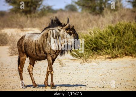 Blauer Gnus steht in der Sandwüste im Kgalagadi Transfrontier Park, Südafrika; specie Connochaetes taurinus Familie von Bovidae Stockfoto