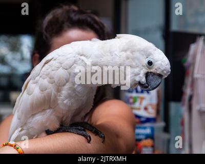 Kakadu-Alba auf dem Arm einer Frau. Stockfoto
