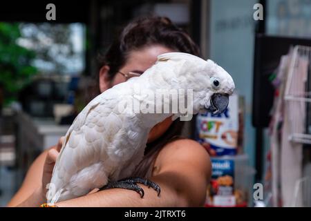 Kakadu-Alba auf dem Arm einer Frau. Stockfoto