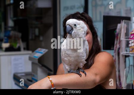 Kakadu-Alba auf dem Arm einer Frau. Stockfoto