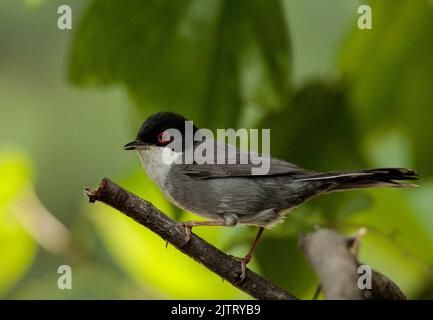 Sardischer Waldsänger thront auf einem Baumzweig. Es ist ein im Wesentlichen sitzender Vogel, obwohl man wirklich sagen kann, dass er eine Nachzucht bewirkt. Stockfoto