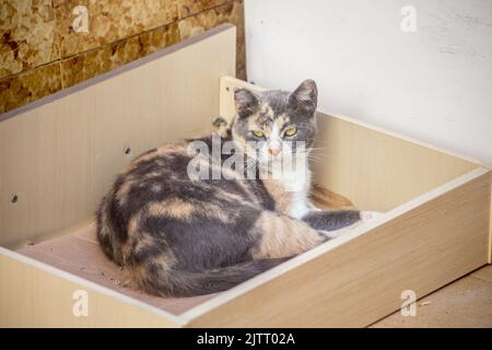 Eine Katze mit Tabby in einem Schrank. Stockfoto