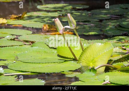 regia Pflanze blüht in einem See in Rio de Janeiro. Stockfoto