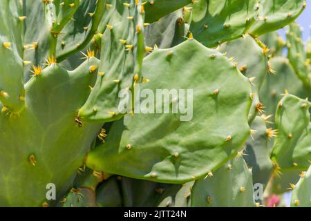 Kaktus mit gelber Blume an einem Strand in Rio de Janeiro, Brasilien. Stockfoto