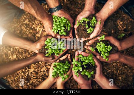 Vielfältige Gruppe von Menschen, die nachhaltige Pflanzen in einer umweltfreundlichen Umwelt zum Naturschutz halten. Nahaufnahme von Händen Pflanzen in fruchtbaren Boden Stockfoto