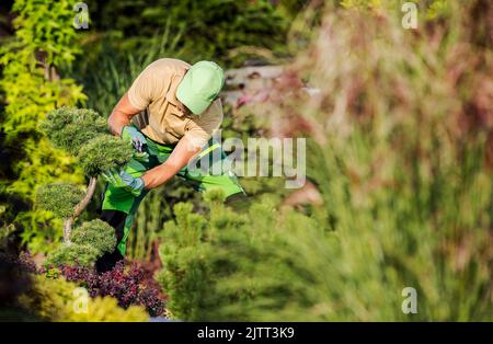 Der professionelle Landschaftsgärtner konzentrierte sich während der regelmäßigen Wartung auf seine Arbeit beim Pruning und Shaping Evergreen Decorative Pine Tree im Garten seines Kunden Stockfoto