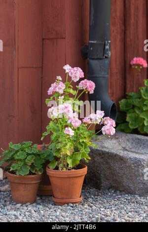 Geranien vor einem rot gestrichenen Häuschen Stockfoto