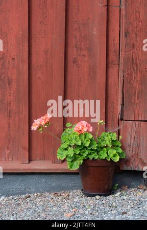 Geranien vor einem rot gestrichenen Häuschen Stockfoto