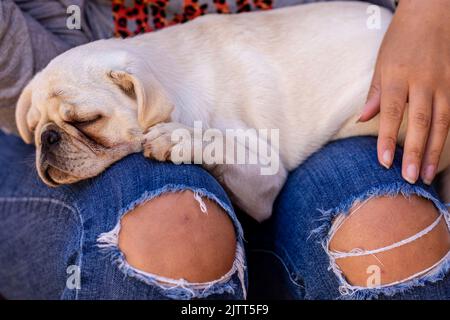 Weißer Moorhund, der auf dem Schoß einer Person liegt. Stockfoto