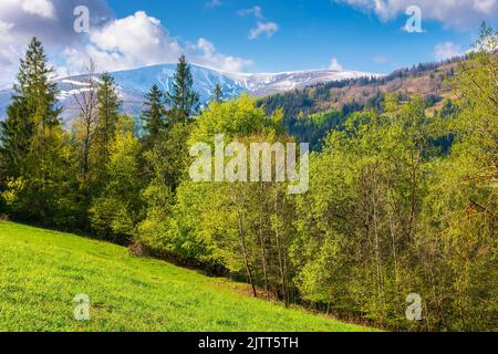 Idyllische Landschaft in den karpaten, ukraine. Frische grüne Wiesen und Bäume auf den Hügeln. Schneebedeckte Berggipfel in der Ferne. Schöne na Stockfoto