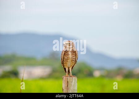 Eingrabende Eule auf einem Holzstamm in Rio de Janeiro Brasilien. Stockfoto