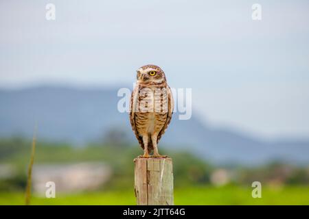 Eingrabende Eule auf einem Holzstamm in Rio de Janeiro Brasilien. Stockfoto
