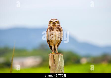 Eingrabende Eule auf einem Holzstamm in Rio de Janeiro Brasilien. Stockfoto