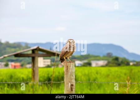 Eingrabende Eule auf einem Holzstamm in Rio de Janeiro Brasilien. Stockfoto