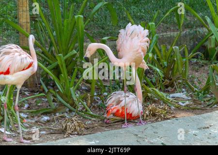 Outdoor Flamingos in einem See in Rio de Janeiro Brasilien. Stockfoto