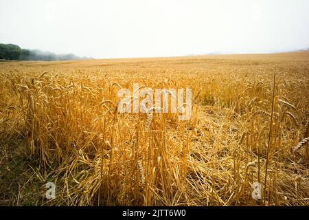 Reife Weizenohren am Rand eines großen Feldes mit einem Meeresnebel im Hintergrund Stockfoto